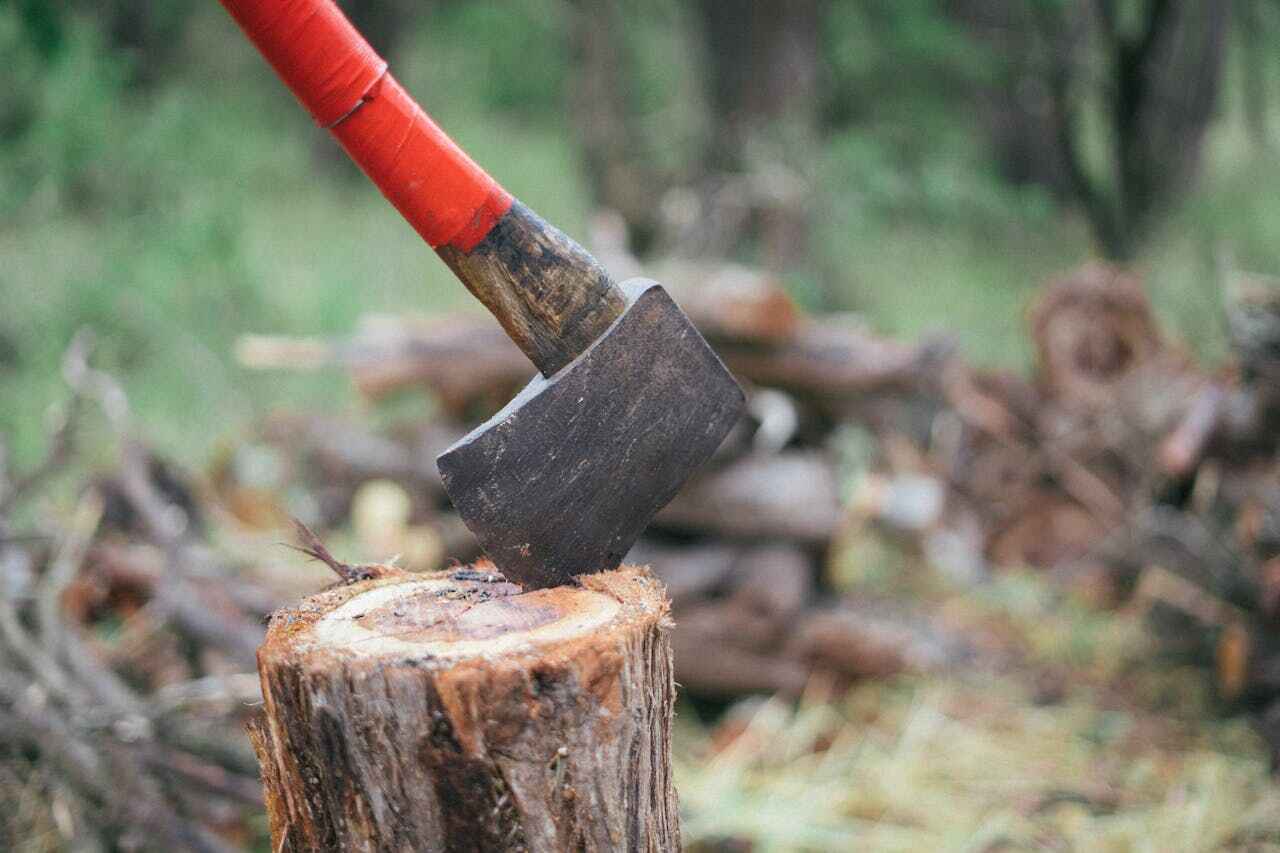 Residential Tree Removal in Carbondale, CO